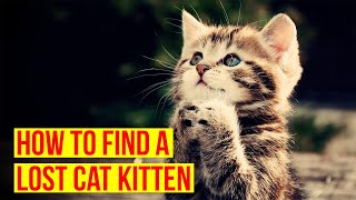 How To Find A Lost Cat/Kitten/ All Cats