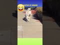 36 || என் பொண்டாட்டி ஊருக்கு போயிட்டா #shortsfeed #funny #doglover #animallovr #@MasterofHumorMH