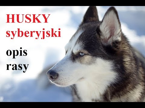 Wideo: Cechy Rasy Husky
