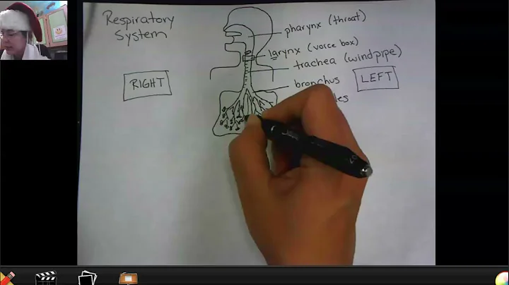 Respiratory System Notes: Draw with me!