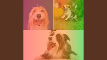 Sunny Backdrops for Caring for Dogs