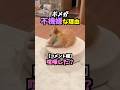 寒すぎて散歩を早めに切り上げた結果🥶