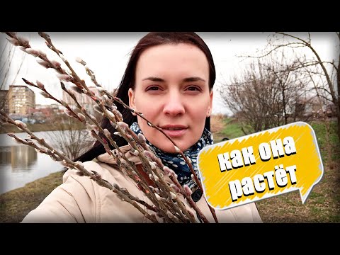 А вы знали КАК растёт ВЕРБА?! Небольшой секрет священного дерева.