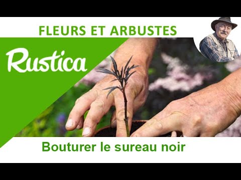 Vidéo: Propagation de la baie de sureau - Comment et quand prendre des boutures de sureau