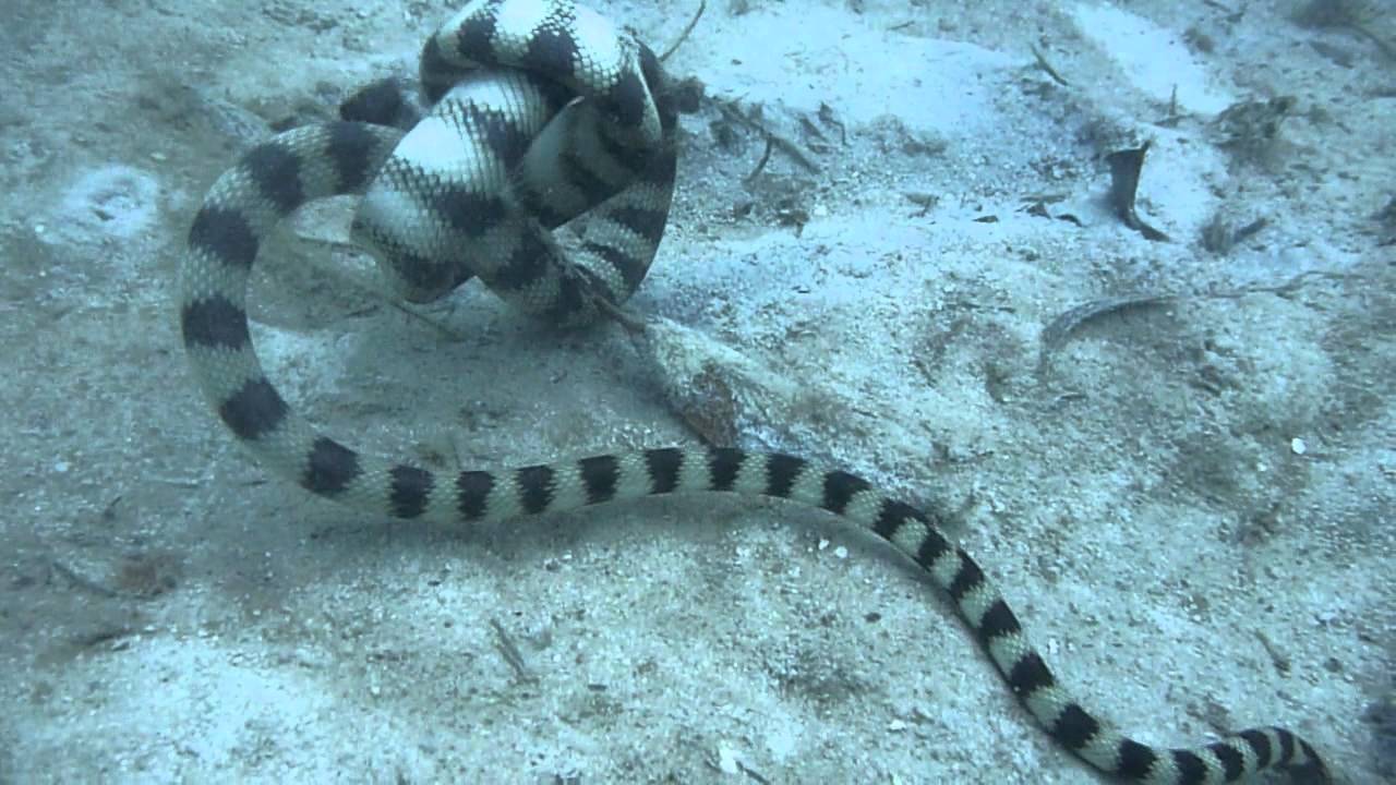 クロガシラウミヘビの不可解な動きw Youtube クロガシラウミヘビの不可解な動きw Youtube