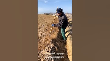 Preparing soil for planting: using specialized tool to cultivate land