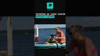 Пермячки на сапах спасли раненого барана #новости #поток