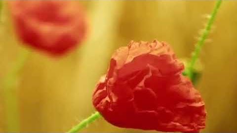 تلاوة عطرة تصغي لها الآذان سورة النساء الشيخ فيصل الناصر { واعبدوا الله }