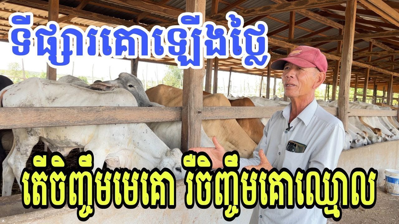 ទីផ្សារគោឡើងថ្លៃ តើគួរចិញ្ចឹមមេគោ រឺចិញ្ចឹមគោឈ្មោល