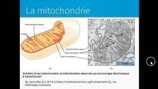 Photosynthèse respiration fermentation