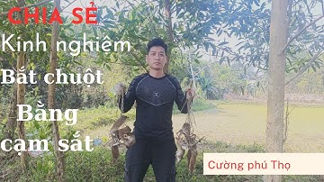 hướng dẫn cách bẫy chuột bằng cạm kiềng, hiệu quả nhất miền Bắc, cách đặt bẫy chuột, mẹo bắt chuột
