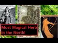 Mugwort in European Pagan Tradition: Uses, Magic, History, Benifits