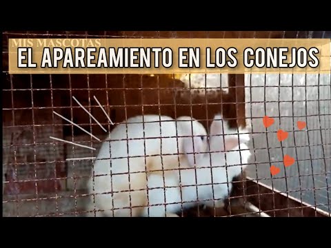 Video: Cuando Aparear Conejos