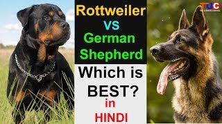 Rottweiler VS German Shepherd : Which is Best For You? in hindi : TUC