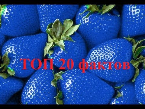 ТОП 20 фактов о клубнике которые ты не знал! Польза.