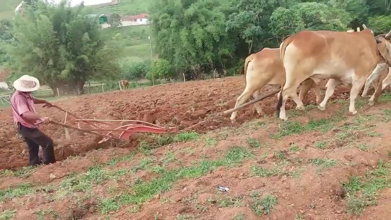 Con Bò Đi Cày Ruộng   Nhạc Thiếu Nhi  LK Nhà Mình Rất Vui Con Bò TV