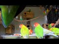 Lovebirds Roseicollis Aviary - Wednesday, December 8th, 2021