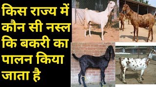 बकरी पालन| किस राज्य में कौन सी नस्ल की बकरी का पालन किया जाता है| bakri palan