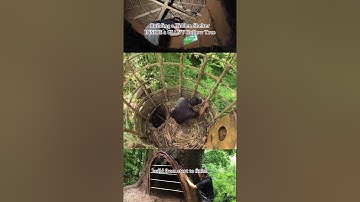 Building a Hidden Shelter Inside a Giant Hollow Tree | Bushcraft Survival Treehouse