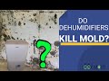 Do Dehumidifiers Kill Mold??