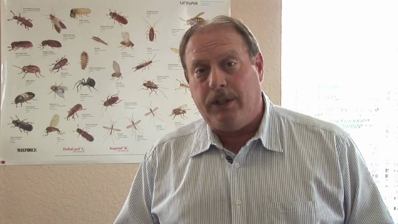Flea Control How Do You Kill Fleas Youtube Flea Control How Do You Kill Fleas Youtube