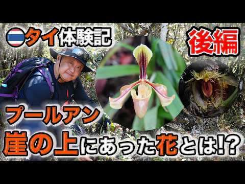 期間限定お値下げ！激レア！　Wild Orchids of Myanmar Orchid Primeval Forest (Part 2)] Introducing the native species we