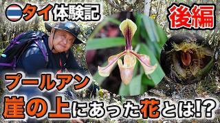 期間限定お値下げ！激レア！　Wild Orchids of Myanmar Orchid Primeval Forest (Part 2)] Introducing the native species we