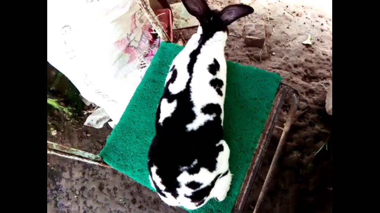 kelinci rex bulu karpet 