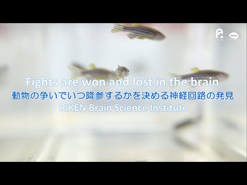 動物の争いでいつ降参するかを決める神経回路