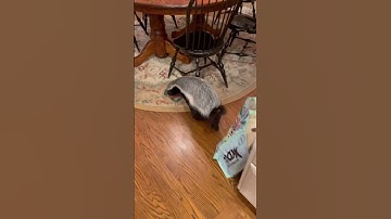 No promises that you would be retuning from this said tour 😂🦡 #funnyanimals #honeybadger