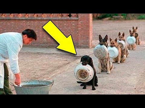 Vídeo: Filhotes E Cães Treinando Engradados