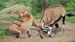 Moment Of Horror Of Lion King! Top 5 Antelope That Can Take Down Lions - Gemsbok, Kudu, Wildebeest..