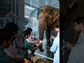Saving lives with science, healing nature with heart. #Vantara #AnantDadaEra #AnantAmbani