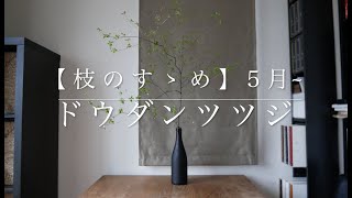 【枝のすゝめ】5月におすすめの枝物　ドウダンツツジ　~涼しげな新緑~