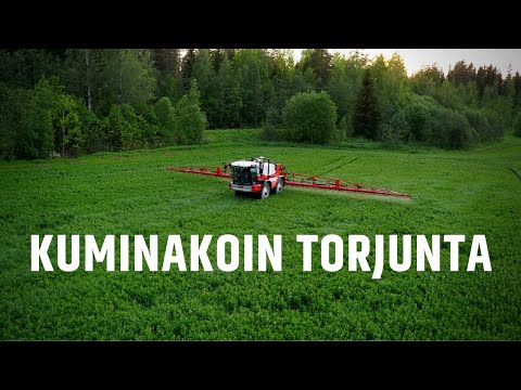 Video: Vuotuiset ja kaksivuotiset kuminalajikkeet – onko kumina biennaali vai vuosittainen