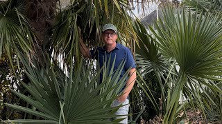 All Palms Unwrapped In Tennessee Warmer Winter Check-In Tennessee Tropics