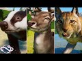 Animal Showcase! All The New Europe Pack Animals! | Planet Zoo Europe Pack