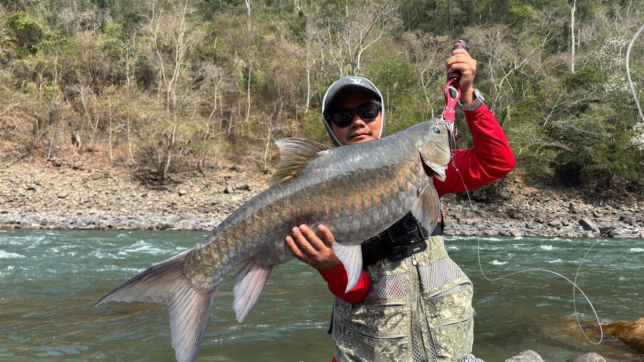 Good size coper masher #catchnrelease #arunachalpradesh #india 