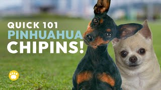 Chihuahua Miniature Pinscher Mix (Chipin) Facts