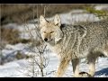 Amazing Facts About Coyotes