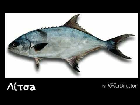 Βίντεο: Ψάρια στα ελληνικά
