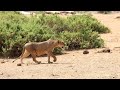 Samburu Lioness stalking unsuspecting warthogs