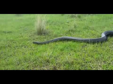 Massive Python spotted in Ballido