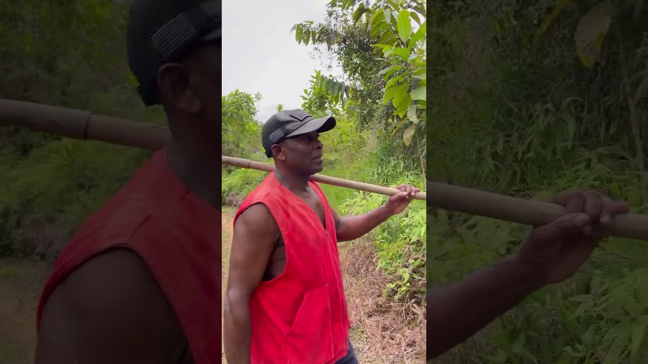 Me me vendió los cerdos por irse a el Petronio Álvarez!
