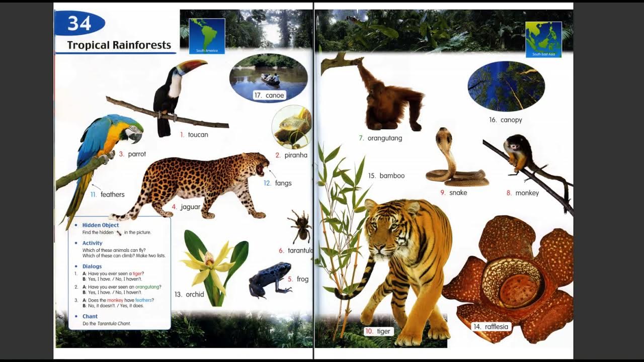Longman Children Pictures Dictionary 34 Tropical Rainforests YouTube