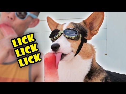 corgi-vs-popsicle-|-dog-friendly-treats-for-summer