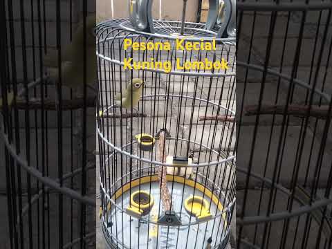 SURA PIKAT KECIAL ALAM DURASI FULL 1 JAM kecial kuning ngekek ciak jos 💯, (ciak ciak mania)