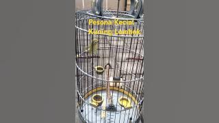 Jos Kecial Kuning / Pleci Lombok #semuaorang #sorotan #kecialkuningjuara #kicaumania