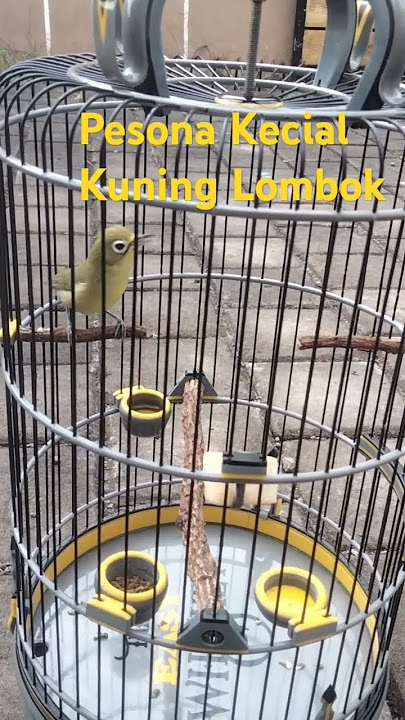 Jos Kecial Kuning / Pleci Lombok #semuaorang #sorotan #kecialkuningjuara #kicaumania
