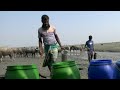 भैंस 🐃 Buffalo 🐃 মহিষ 🐃 ম'হ